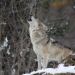 Guide de survie : Comment réagir face à un loup